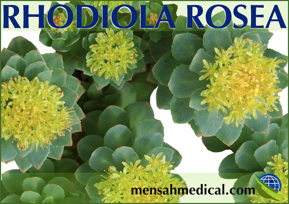 Dangers of Rhodiola Rosea, also called Arctic Root, Golden Root